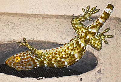 Asienreisender - Tokay Gecko